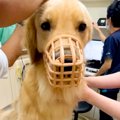 犬の耳掃除をするた…