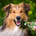 飼い主と愛犬のお散…