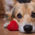 犬と暮らす資格がな…