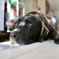 犬が『自信をなくす…