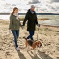 犬とのお散歩をもっ…