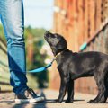 犬の散歩での歩くペ…