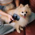 犬の毛並みが悪くな…