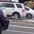 追うと道路に飛び出…