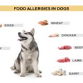 犬の『食物アレルギ…