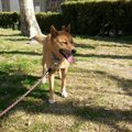引っ張り癖のある犬…