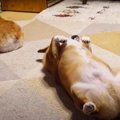 話題の『連鎖するヘ…