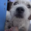 ハラハラドキドキま…