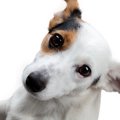 犬は『自分の名前』…