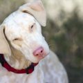 アルビノの犬とは？…