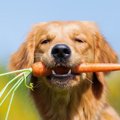 犬も食べられる冬の野菜５つ