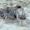 【話題】愛犬を海に…
