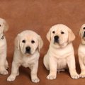 介助犬養成のために…