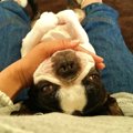 保護犬は老人の心の…