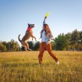 犬が遊びたがってい…