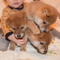 犬が引き起こす怪我…