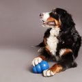 犬の噛み噛み行動全…
