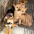 隅で震える『野犬の…