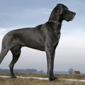 黒い犬種15選！大型…