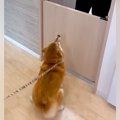 『大好きな動物病院…