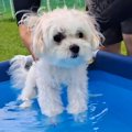 『1年ぶりのプール』…