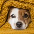 犬にとってあまり意…