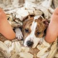 犬が足元で寝る理由…
