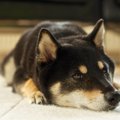 柴犬の里親について…