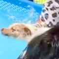 プールに入る犬を『…