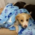 大きな樽の底で雨に…