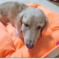 ミニチュアダックス…