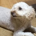 《禁断の食レポ！》…