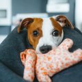 犬と一緒に遊ばなく…