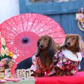 犬は『おもち』を食…
