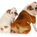 犬が自分のおしりを…
