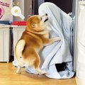 犬がタオルをめくっ…