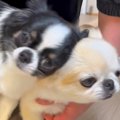 家に帰ったら、ドア…