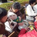 セラピードッグ 犬の…