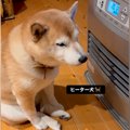 犬の前にヒーターを…