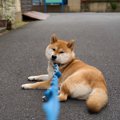 犬が『お散歩から帰…
