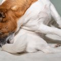 犬が『ストレス』を…