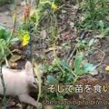 【野良から家庭へ】…