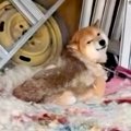 超劣悪な環境で発見…