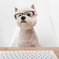 犬が好きな人に向い…