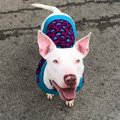 聴覚障がい犬は、大…