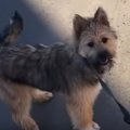 犬好きのあまりに鏡…