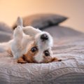 犬が急に態度を変え…