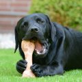 犬に骨を与えるのは…