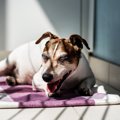 犬の『呼吸が普段と…