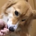 ちょうだいちょうだ…